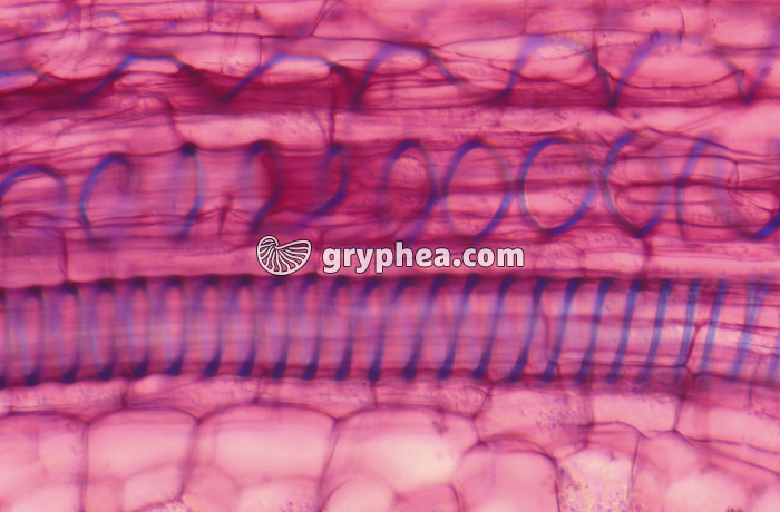 Vaisseaux du xylème CL x100 - gryphea.com